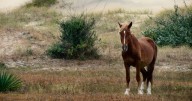 Corolla wild stallion relocated after becoming dangerous to humans: CWHF