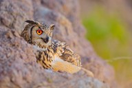 Heartening eco gesture: Hyderabad quarry stops work for rare rock eagle owl’s eggs