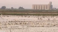 See the tundra swan through tours in Yuba County