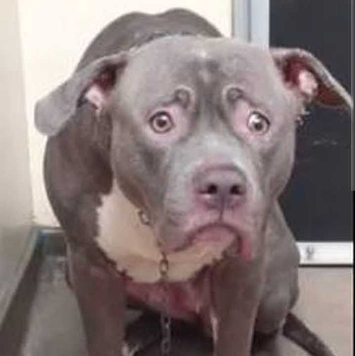 Pitbull ataca a adolescente