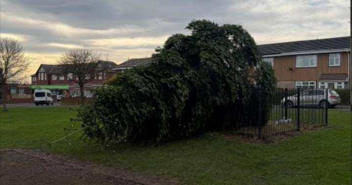 Village Christmas tree cut down hours after lights switch on