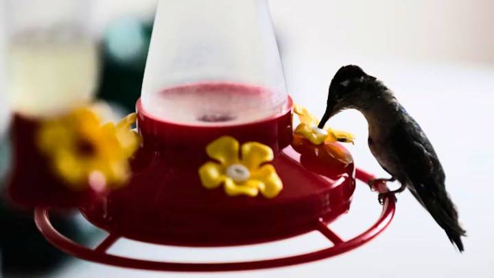 Cómo preparar el famoso "bebedero rojo" para atraer a los colibríes al jardín