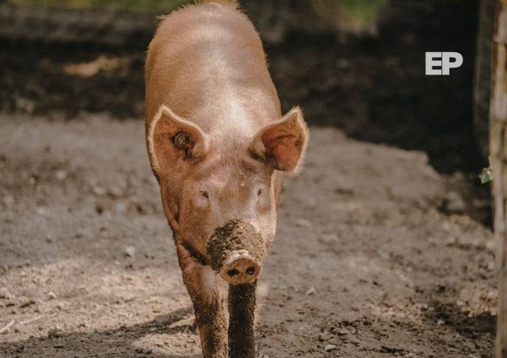 Chile suspende la importación de productos porcinos desde toda España por brote de peste