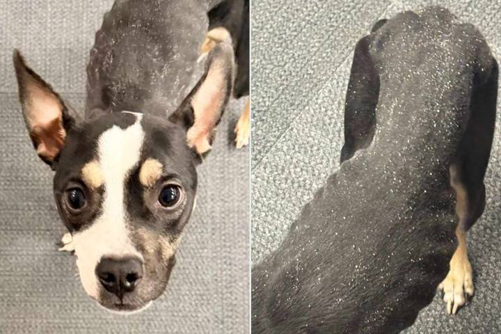 Abandoned Emaciated Dog Rescued in Pittsburgh, Officials Searching for Owner