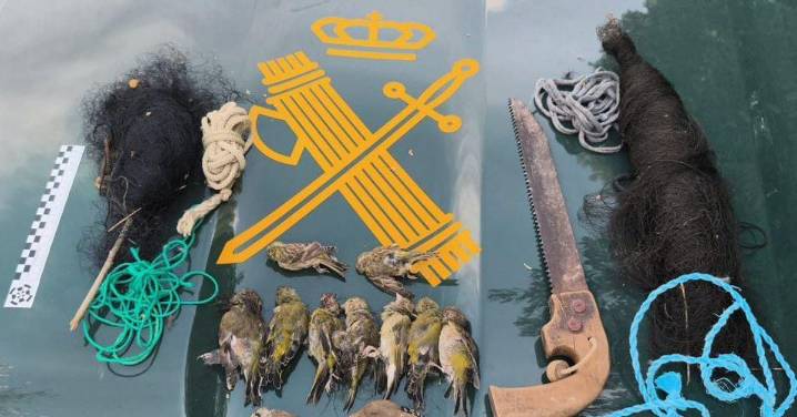 Investigado por cazar aves protegidas con redes japonesas en Córdoba