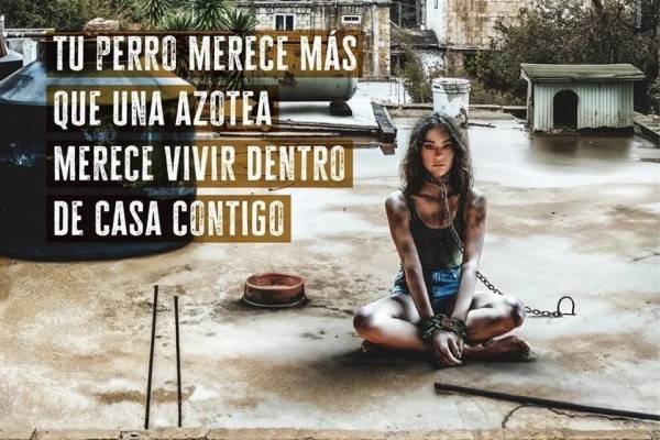 Para Alejandra Müller, los perros son sus amores