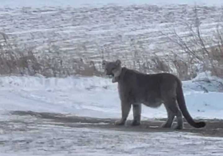 Mountain lion sighting prompts lockdown precautions at Duluth schools