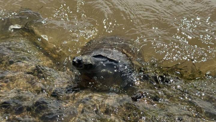 Un viaje de 630 kilómetros para volver a la libertad: así regresaron 140 tortugas que habían sido traficadas en el Valle de Aburrá