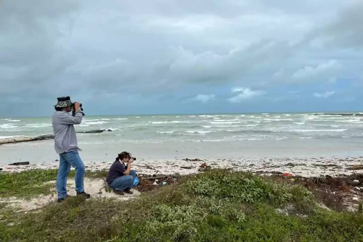 Realizarán el Conteo Navideño de aves en Río Lagartos y en El Cuyo