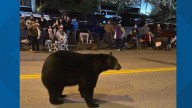 Bear makes surprise guest appearance at Gatlinburg Christmas parade