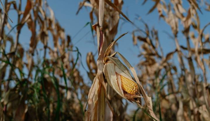 Las liquidaciones del sector agroexportador argentino totalizan $760 millones