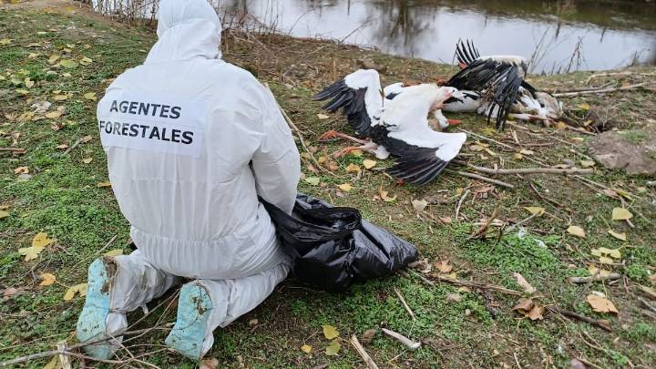Los análisis confirman que las cigüeñas muertas en Getafe tenían gripe aviar de 'alta patogenicidad'