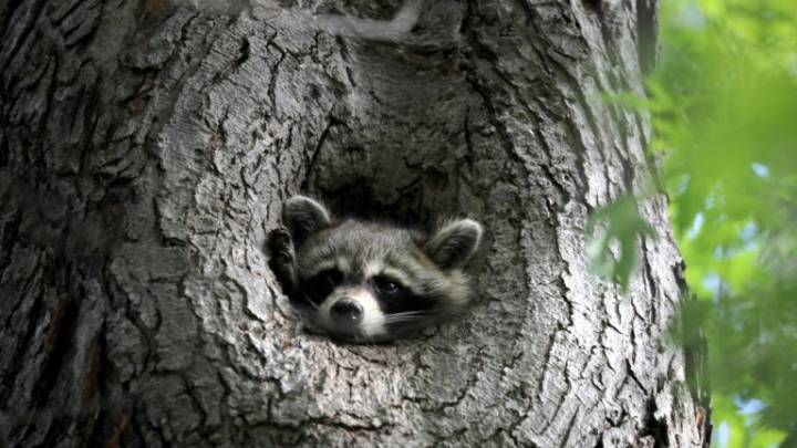 Watertown officials warn about rogue raccoon that rushed resident