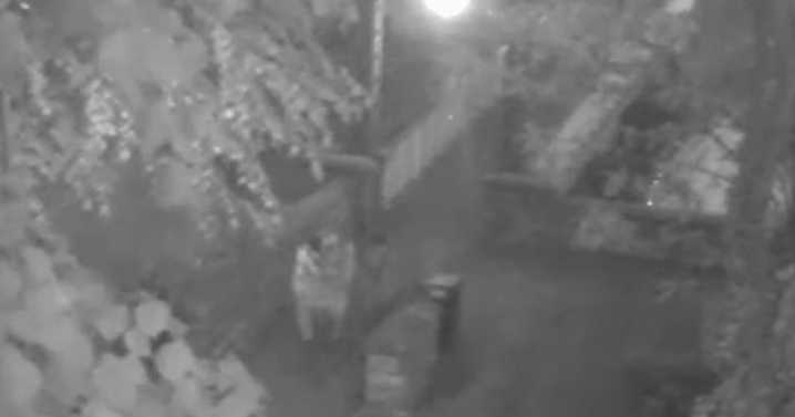 Moment asylum seeker rapists lead girl, 15, into park for depraved attack