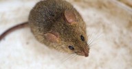 Mice will turn and run from house or garden if natural item is left out