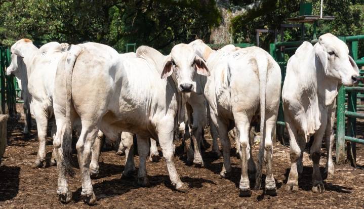 ¿Cómo se comportó el precio del ganado durante la segunda semana de diciembre?