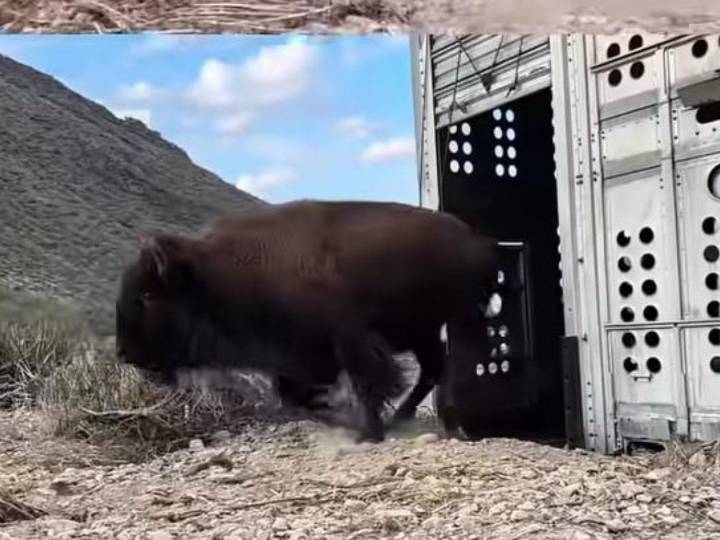 Llega manada de 44 bisontes a Cuatro Ciénegas, Coahuila