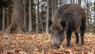 Cantabria se mantiene libre de peste porcina pero adopta las recomendaciones del Ministerio, obligatorias para la caza ante el brote en Barcelona