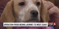 Volunteers drive rescue dogs from Omaha to West Coast families for Christmas