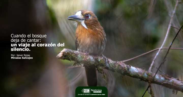 Cuando el bosque deja de cantar: un viaje al corazón del silencio