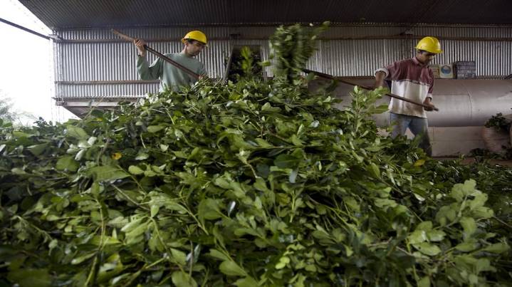 Productores de yerba mate exigen la emergencia del sector y alivio impositivo ante la crisis