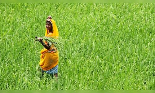 Indian rice exports to the US remain stable despite tariff concerns, says industry body