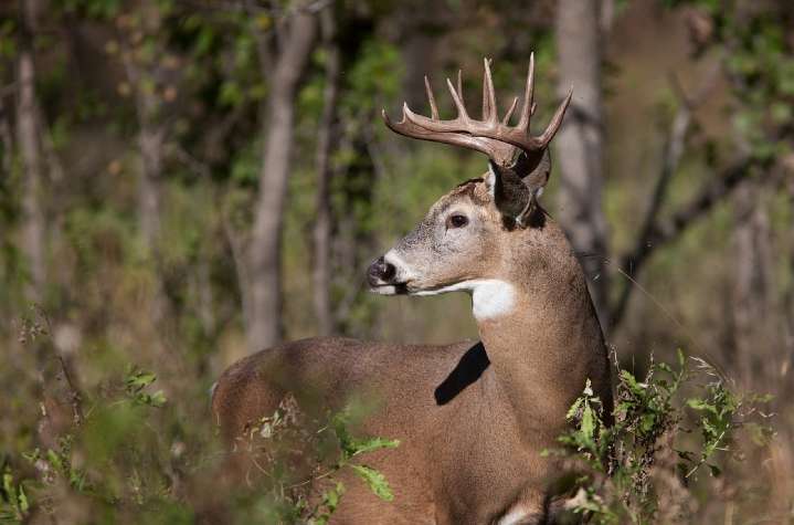 Ohio Hunters Check 23,149 Deer on Opening Day of Gun Season