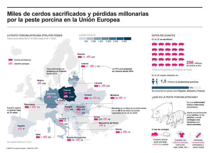 Peste porcina causa sacrificio de miles de cerdos y millonarias pérdidas en la UE