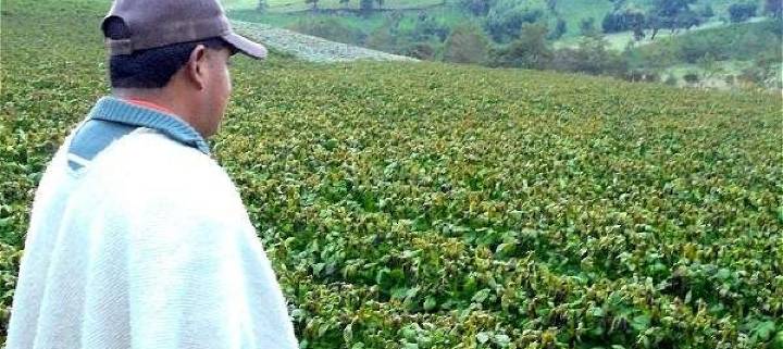Las heladas afectan cultivos y economías rurales en varias zonas de Nariño