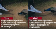 Joven alimenta a un pavo real y este despliega su hermoso plumaje en señal de agradecimiento