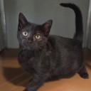 Pet of the Week: Eddie Munster