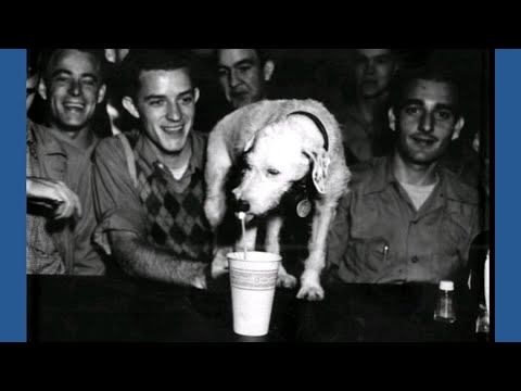 Pennies, pups, and finals: Georgia Tech students find comfort in campus tradition