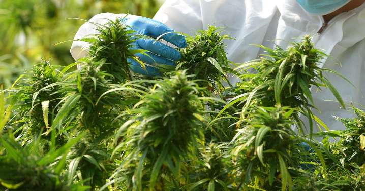 Law enforcement group alleges fraud in Massachusetts cannabis industry: "They're ripping off the consumer."