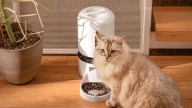 My cats tested this smart pet feeder for a month — and now I can’t stop watching them