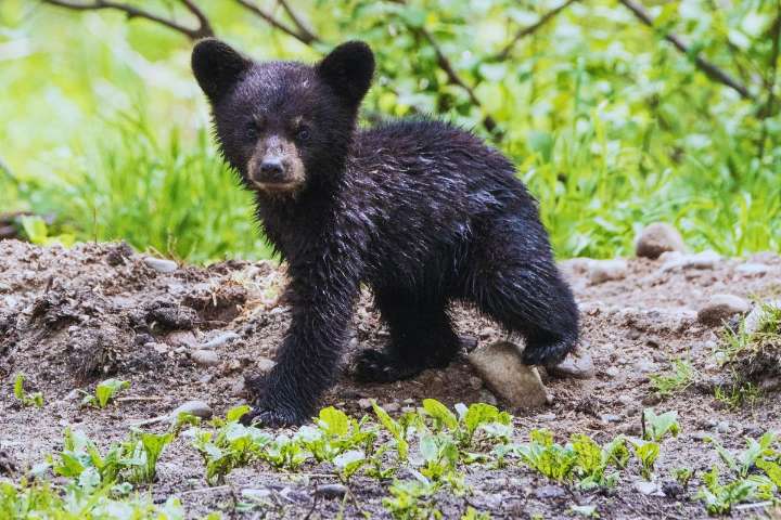 Why Black Bear Sightings Are Increasing in Texas