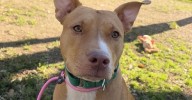 AWLA's Pawfect Match of the Week 