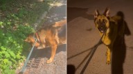 California German Shepherd’s Mysterious Reaction At Storm Drain Leaves Owner Uneasy