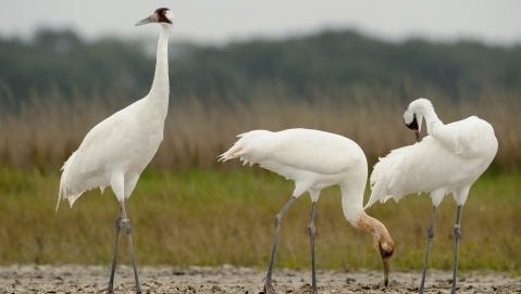 More than 550 wild whooping cranes can be glimpsed at annual festival