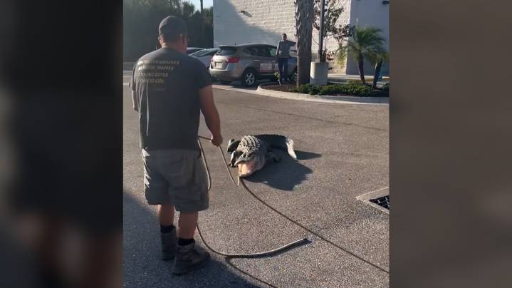 Watch 10-foot alligator removed from 7-Eleven in Sarasota County