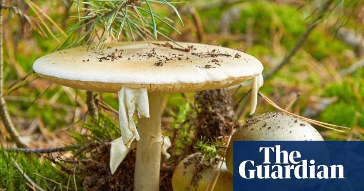 California officials warn foragers after person dies from poison mushroom