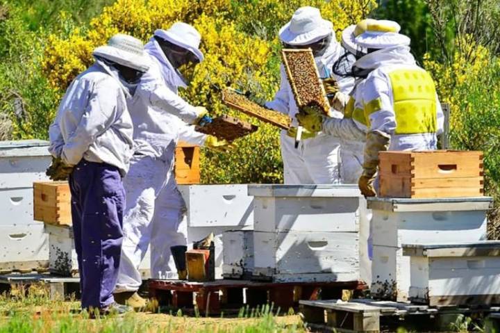 Se pone en valor el aporte de la Provincia al sector apícola