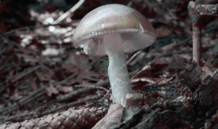 Advierten contra recolección de hongos silvestres en California: una persona muerta y más de 20 intoxicados