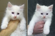 Woman Spends $25K to Clone Her Cat After Pet's Untimely Death (Exclusive)