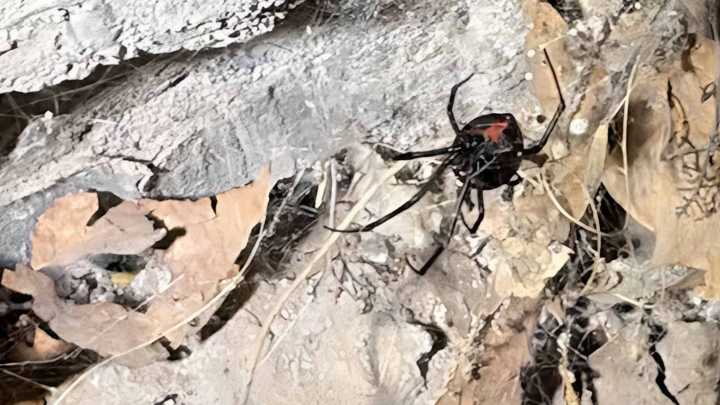 Suspenden Clases en Primaria de Torreón por Presencia de Arañas 'Viudas Negras'