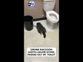 Drunk raccoon found passed out in liquor store bathroom