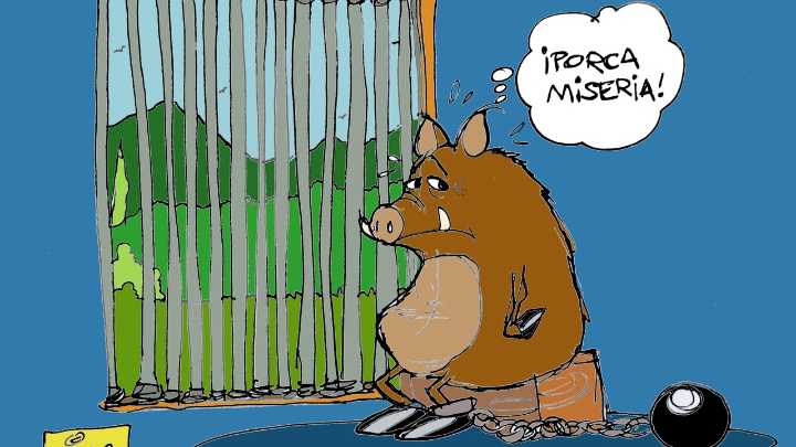 El virus de la peste porcina africana reaparece en España 31 años después, en la viñeta de Alfredo Boto