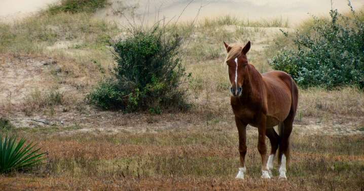 Corolla wild stallion relocated after becoming dangerous to humans: CWHF