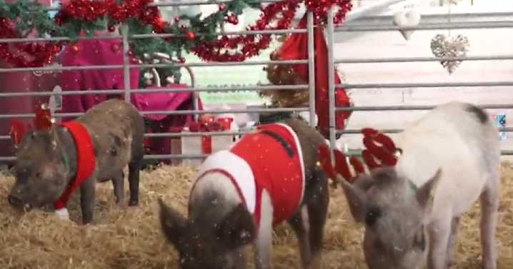 Meet Santa's little piglets for a family day out this Christmas