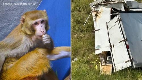 Former lab monkey finds new home at Popcorn Park Animal Refuge in NJ after surviving truck crash