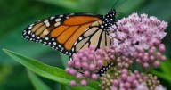 Trump administration delays decision on federal protections for monarch butterflies